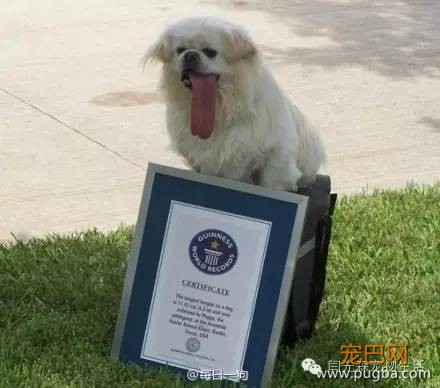 世界狗狗之最！狗狗世界记录保持着都有哪些？-8.jpeg