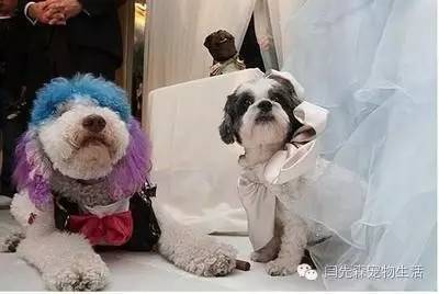 世界狗狗之最！狗狗世界记录保持着都有哪些？-7.jpeg