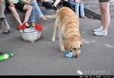 世界狗狗之最！狗狗世界记录保持着都有哪些？-10.jpeg