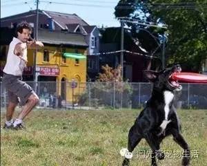 世界狗狗之最！狗狗世界记录保持着都有哪些？-14.jpeg