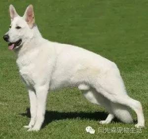 世界狗狗之最！狗狗世界记录保持着都有哪些？-13.jpeg