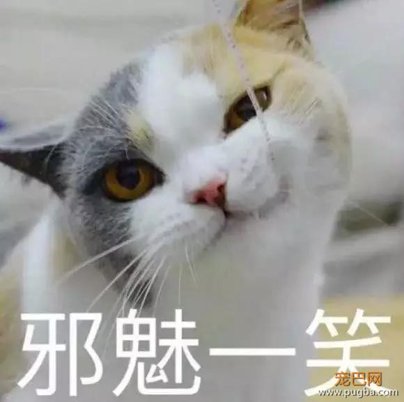 自从养了猫你掌握了哪些特殊技能，网友：0成本制作猫厕所？-1.jpg