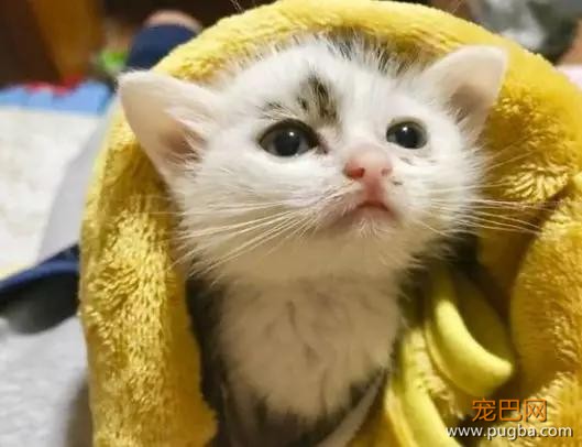 自从养了猫你掌握了哪些特殊技能，网友：0成本制作猫厕所？-2.jpg