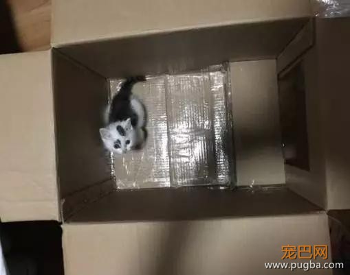 自从养了猫你掌握了哪些特殊技能，网友：0成本制作猫厕所？-5.jpg