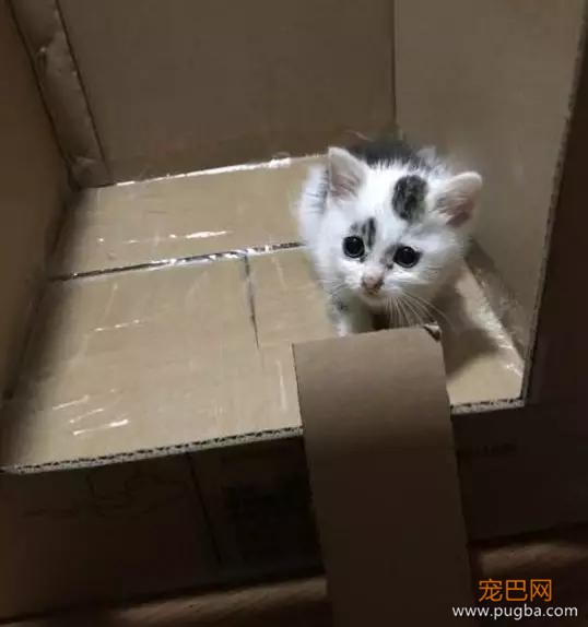 自从养了猫你掌握了哪些特殊技能，网友：0成本制作猫厕所？-4.jpg