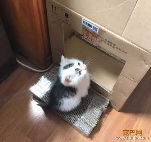 自从养了猫你掌握了哪些特殊技能，网友：0成本制作猫厕所？-7.jpg