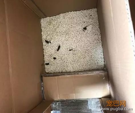 自从养了猫你掌握了哪些特殊技能，网友：0成本制作猫厕所？-6.jpg