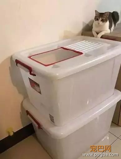 自从养了猫你掌握了哪些特殊技能，网友：0成本制作猫厕所？-8.jpg