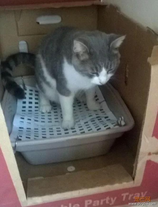 自从养了猫你掌握了哪些特殊技能，网友：0成本制作猫厕所？-13.jpg