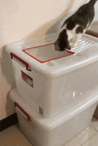 自从养了猫你掌握了哪些特殊技能，网友：0成本制作猫厕所？-10.gif