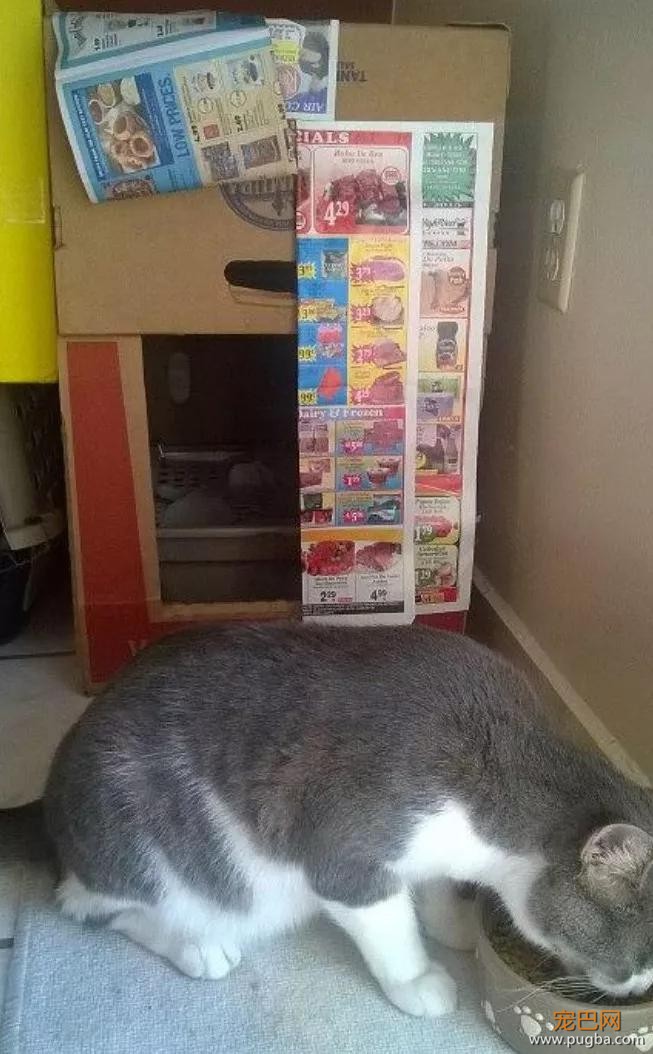 自从养了猫你掌握了哪些特殊技能，网友：0成本制作猫厕所？-12.jpg