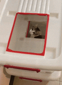 自从养了猫你掌握了哪些特殊技能，网友：0成本制作猫厕所？-11.gif