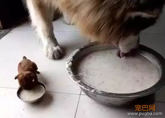 养大狗还是小狗？如果说只能选一个的话...-1.jpeg