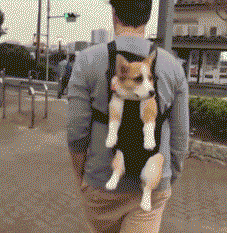 养大狗还是小狗？如果说只能选一个的话...-11.gif
