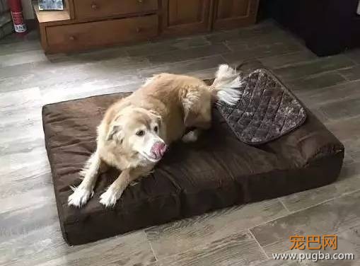 养大狗还是小狗？如果说只能选一个的话...-6.jpeg