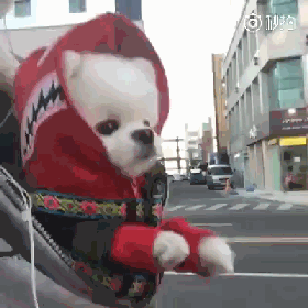 养大狗还是小狗？如果说只能选一个的话...-12.gif