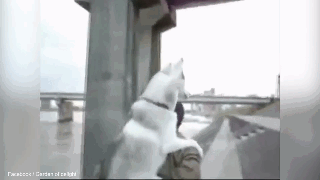 养大狗还是小狗？如果说只能选一个的话...-15.gif