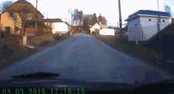 养大狗还是小狗？如果说只能选一个的话...-17.gif