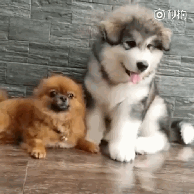养大狗还是小狗？如果说只能选一个的话...-18.gif