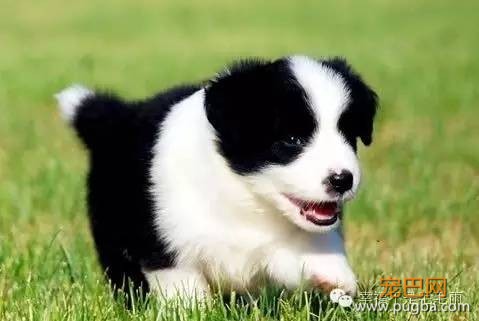 可爱狗狗——边境牧羊犬-1.jpeg