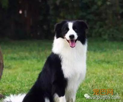 可爱狗狗——边境牧羊犬-2.jpeg