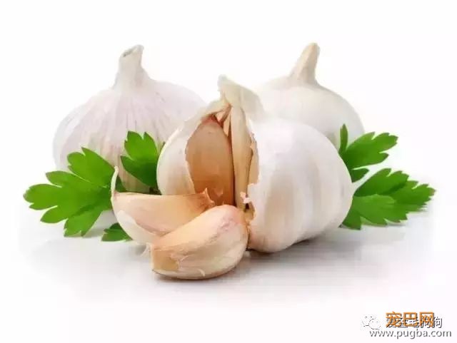 哪些食物狗狗不能吃？主人快记下来咯！-5.jpeg