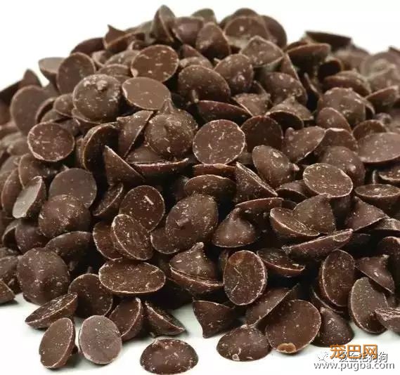 哪些食物狗狗不能吃？主人快记下来咯！-2.jpeg