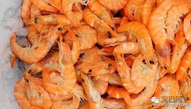 哪些食物狗狗不能吃？主人快记下来咯！-10.jpeg