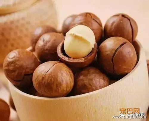 哪些食物狗狗不能吃？主人快记下来咯！-9.jpeg