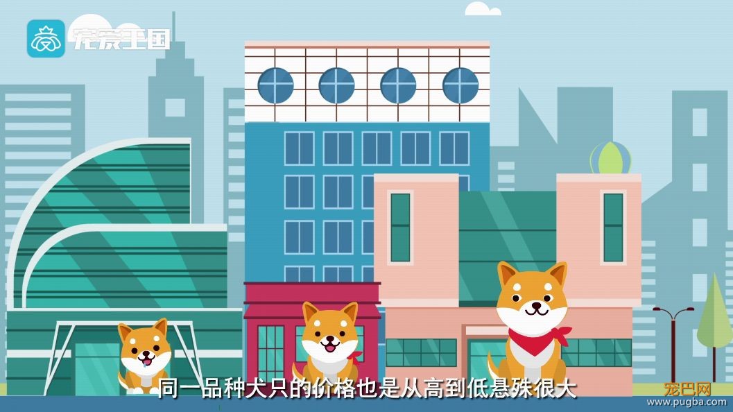 买狗需谨慎！【纯种犬购买指南】（最新版）-1.jpeg