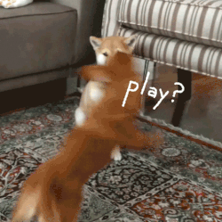 买狗需谨慎！【纯种犬购买指南】（最新版）-13.gif