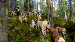 买狗需谨慎！【纯种犬购买指南】（最新版）-20.gif