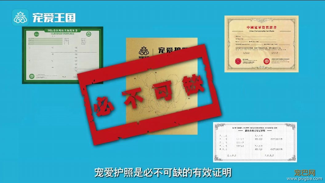买狗需谨慎！【纯种犬购买指南】（最新版）-19.jpeg