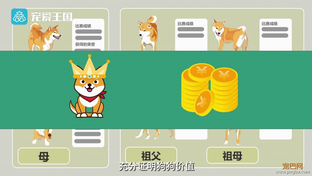 买狗需谨慎！【纯种犬购买指南】（最新版）-23.jpeg