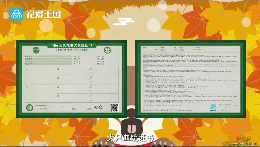 买狗需谨慎！【纯种犬购买指南】（最新版）-21.jpeg