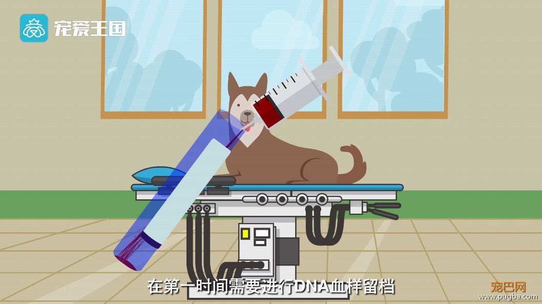 买狗需谨慎！【纯种犬购买指南】（最新版）-29.jpeg