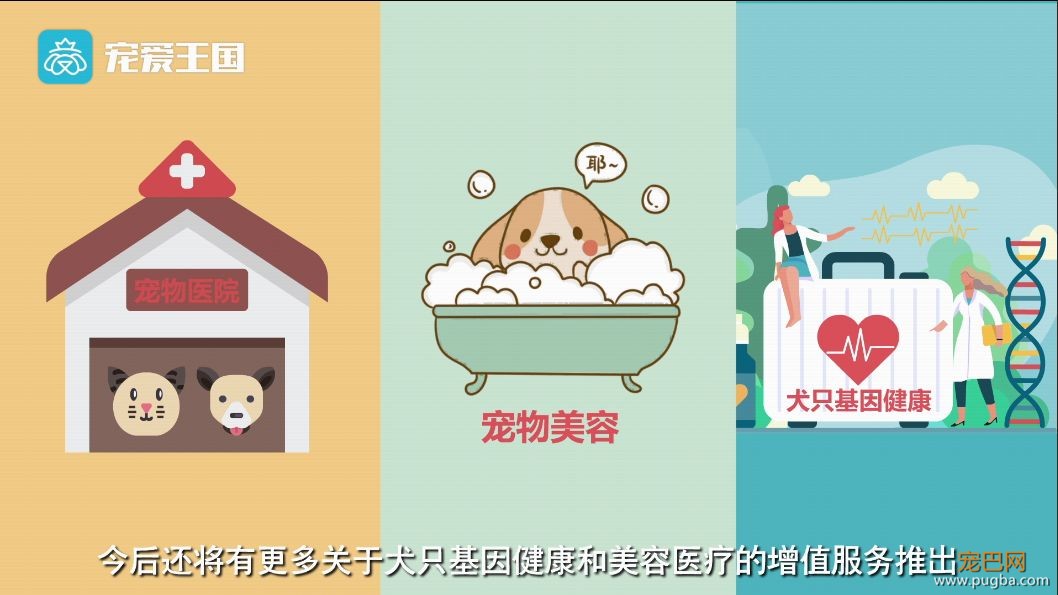 买狗需谨慎！【纯种犬购买指南】（最新版）-36.jpeg