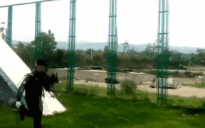 宠物圈第一只锦鲤诞生！但它的好运气，都是自己拼命换来的…-8.gif