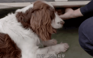 宠物圈第一只锦鲤诞生！但它的好运气，都是自己拼命换来的…-12.gif