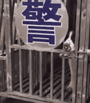 宠物圈第一只锦鲤诞生！但它的好运气，都是自己拼命换来的…-14.gif
