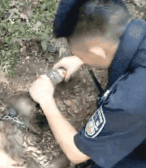 宠物圈第一只锦鲤诞生！但它的好运气，都是自己拼命换来的…-15.gif