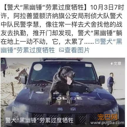 宠物圈第一只锦鲤诞生！但它的好运气，都是自己拼命换来的…-17.jpg