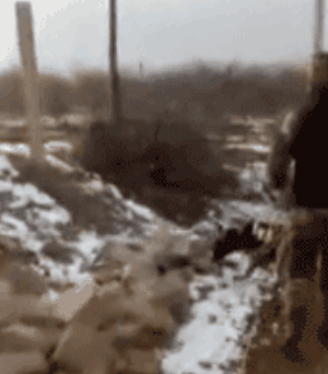 宠物圈第一只锦鲤诞生！但它的好运气，都是自己拼命换来的…-16.gif