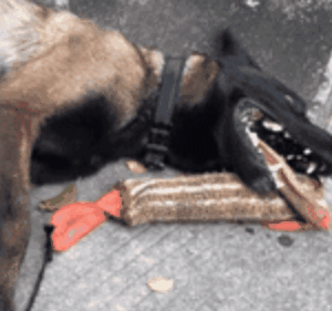 宠物圈第一只锦鲤诞生！但它的好运气，都是自己拼命换来的…-20.gif