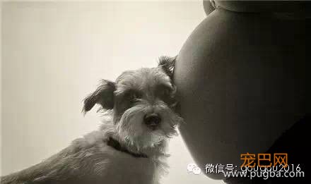 怀孕丢狗，除了愚昧只是借口！-4.jpeg