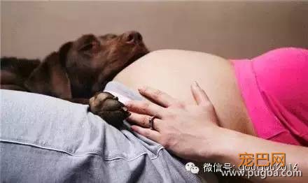 怀孕丢狗，除了愚昧只是借口！-2.jpeg