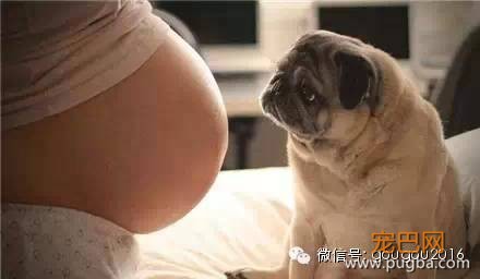 怀孕丢狗，除了愚昧只是借口！-13.jpeg