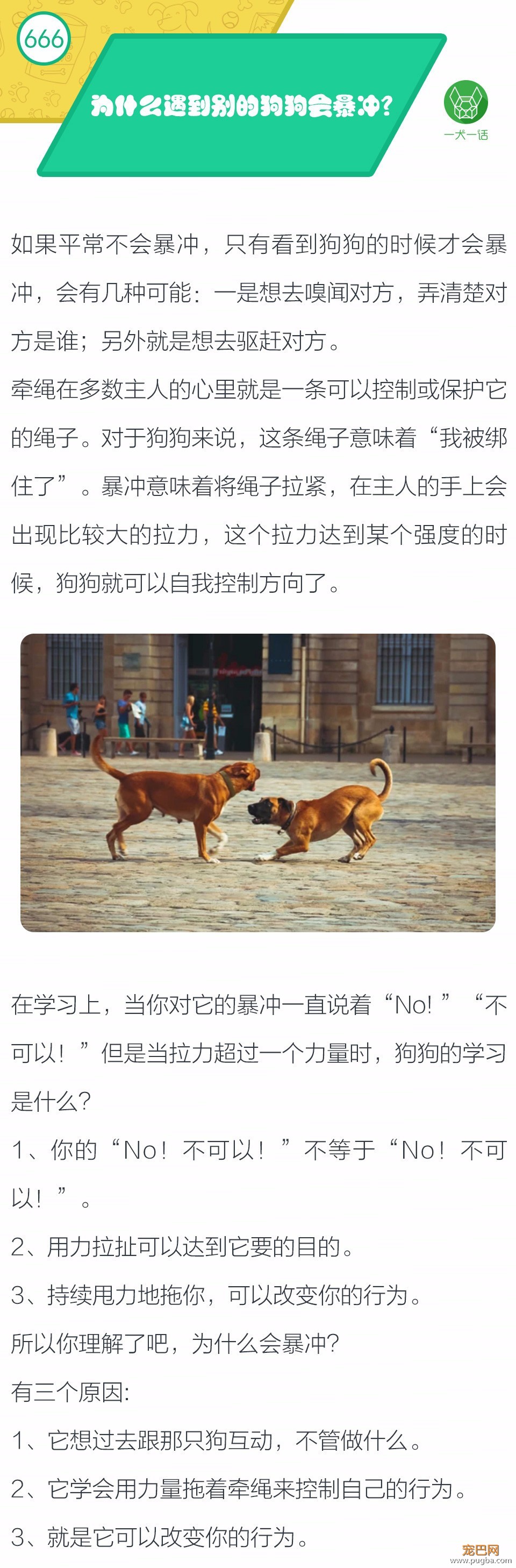 为什么遇到别的狗狗会暴冲？-1.jpeg