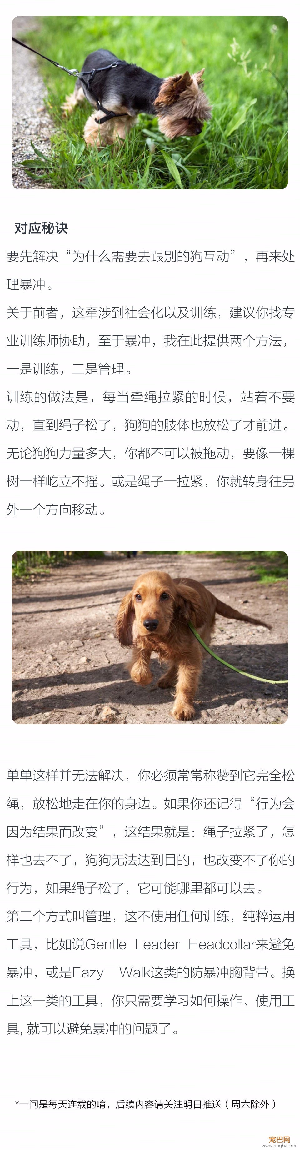 为什么遇到别的狗狗会暴冲？-2.jpeg