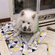 圣诞节来了，这款鹿角彻底火了，看看铲屎官们的买家秀-13.gif